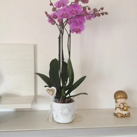 アパート Orchidea *